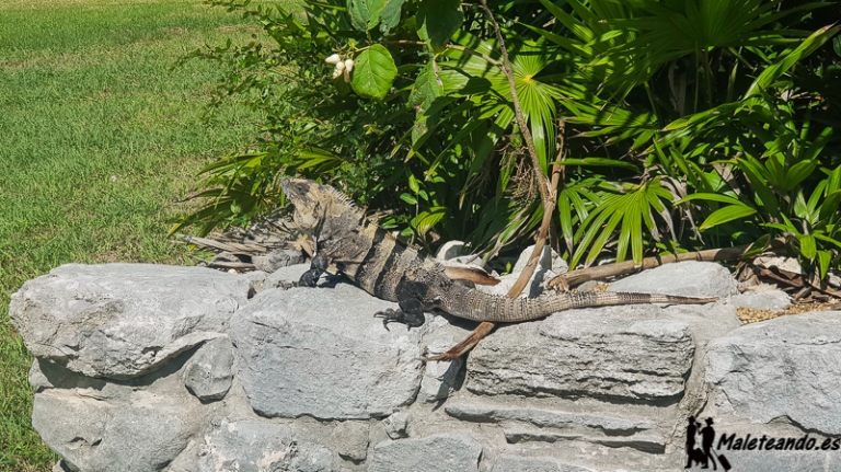 7 dias en Riviera Maya 2018 - Blogs of Mexico - Tulum y Gran Cenote (8)